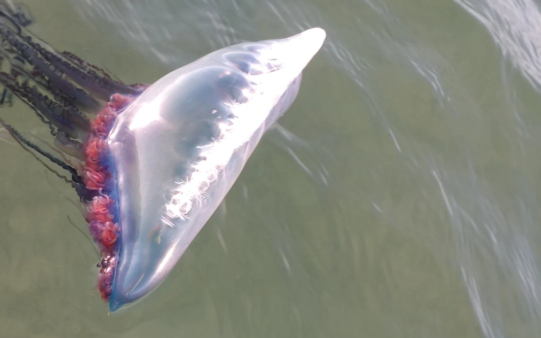 Exploring the Rich Wildlife and Flora of Biscayne Bay: A Natural Haven in Miami