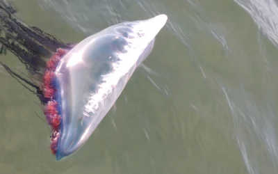 Exploring the Rich Wildlife and Flora of Biscayne Bay: A Natural Haven in Miami